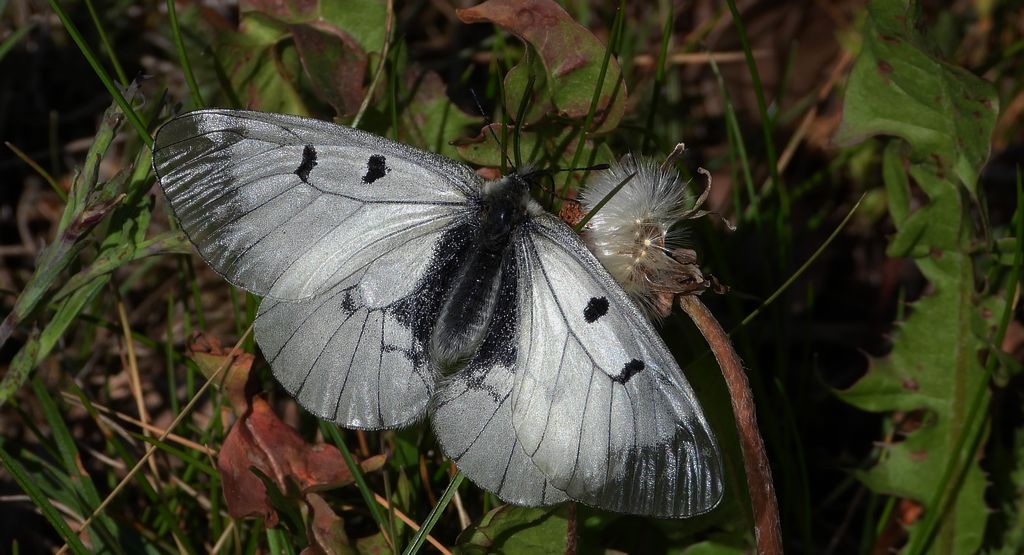 Niepylak mnemozyna (Parnassius mnemosyne)