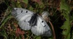 Niepylak mnemozyna (Parnassius mnemosyne)