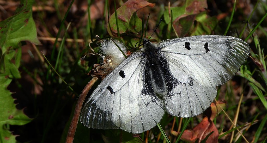 Niepylak mnemozyna (Parnassius mnemosyne)