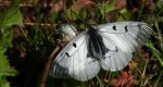 Niepylak mnemozyna (Parnassius mnemosyne)