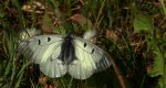 Niepylak mnemozyna (Parnassius mnemosyne)
