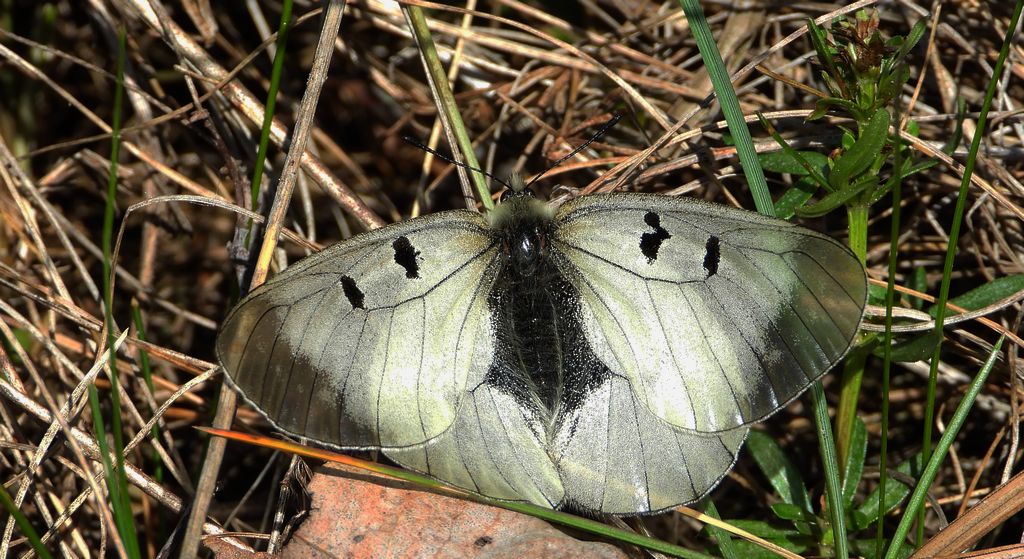 Niepylak mnemozyna (Parnassius mnemosyne)