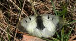 Niepylak mnemozyna (Parnassius mnemosyne)