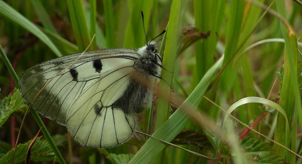 Niepylak mnemozyna (Parnassius mnemosyne)