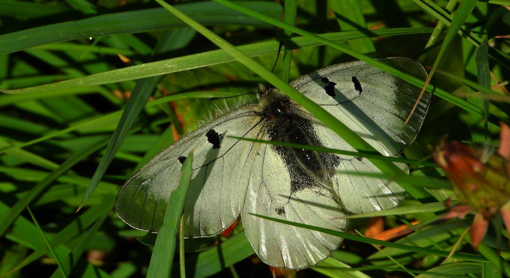 Niepylak mnemozyna (Parnassius mnemosyne)