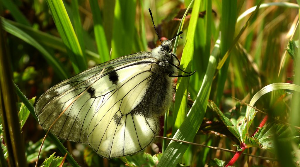 Niepylak mnemozyna (Parnassius mnemosyne)