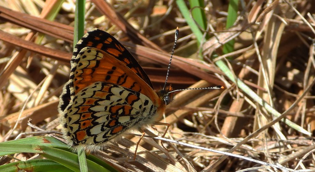 Przeplatka cinksia (Melitaea cinxia)