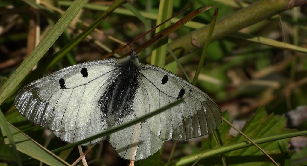 Niepylak mnemozyna (Parnassius mnemosyne)