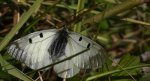 Niepylak mnemozyna (Parnassius mnemosyne)