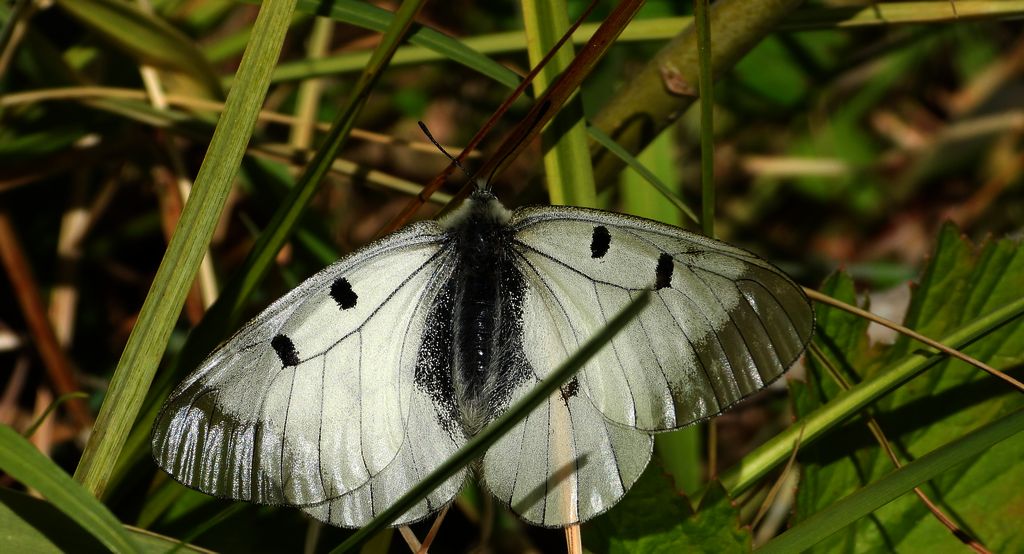 Niepylak mnemozyna (Parnassius mnemosyne)