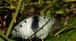 Niepylak mnemozyna (Parnassius mnemosyne)