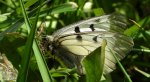 Niepylak mnemozyna (Parnassius mnemosyne)