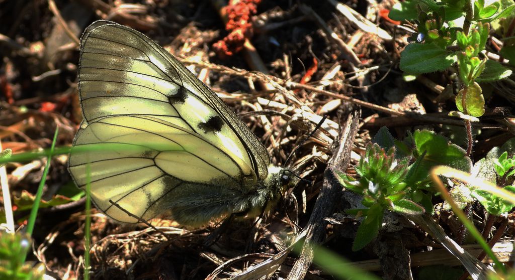 Niepylak mnemozyna (Parnassius mnemosyne)