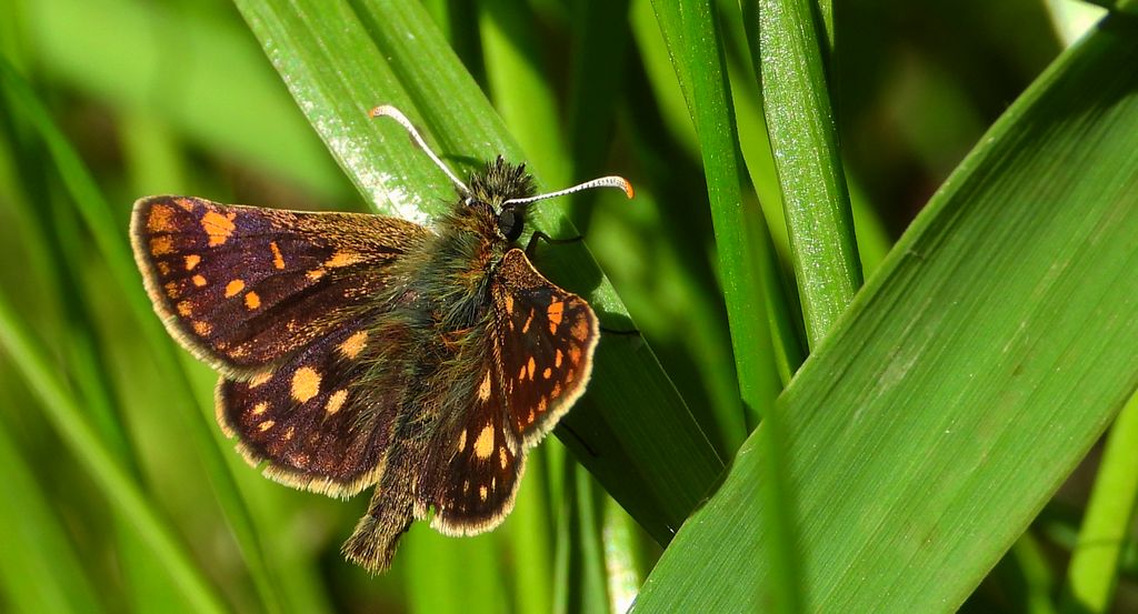 Kosternik palemon (Carterocephalus palaemon)