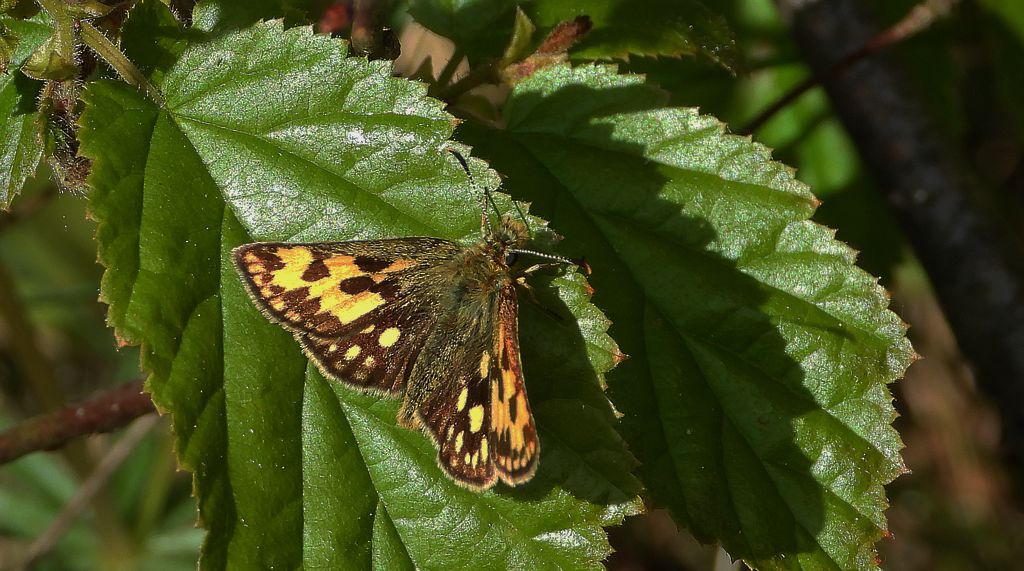Kosternik leśniak (Carterocephalus silvicola)