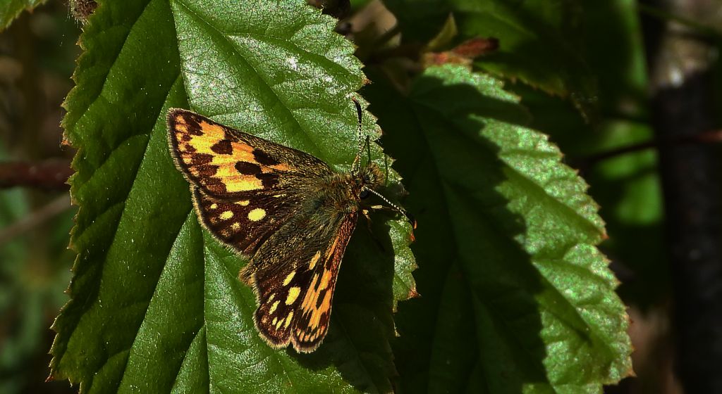 Kosternik leśniak (Carterocephalus silvicola)