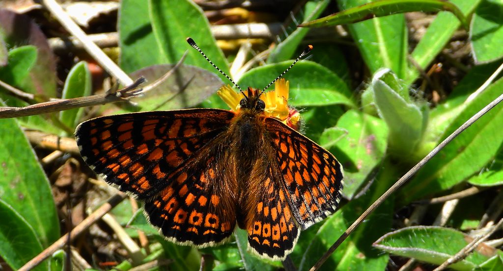 Przeplatka cinksia (Melitaea cinxia)