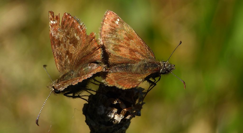 Powszelatek brunatek (Erynnis tages)