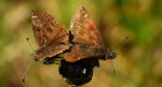 Powszelatek brunatek (Erynnis tages)