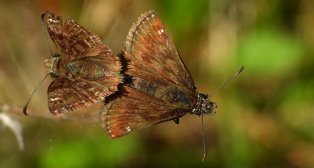 Powszelatek brunatek (Erynnis tages)