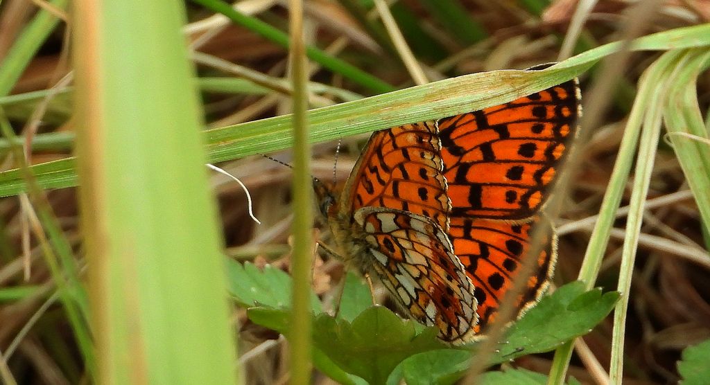 Dostojka selene (Boloria selene)
