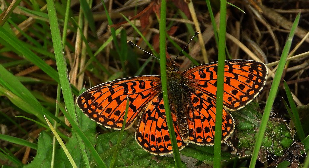Dostojka selene (Boloria selene)