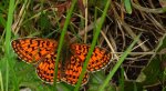 Dostojka selene (Boloria selene)