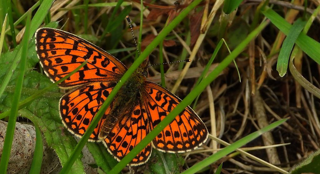 Dostojka selene (Boloria selene)