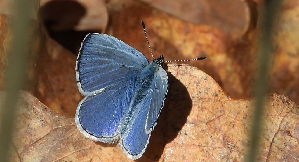 Modraszek wieszczek (Celastrina argiolus)
