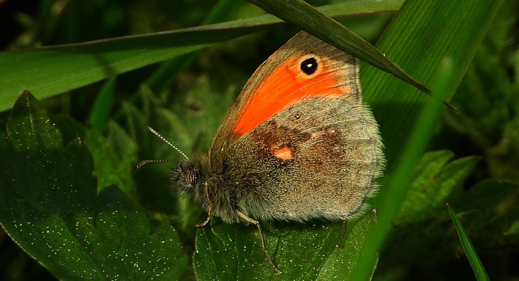 Strzępotek ruczajnik (Coenonympha pamphilus)