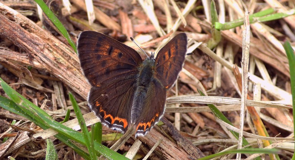 Czerwończyk fioletek (Lycaena helle)