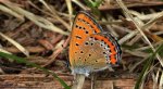 Czerwończyk fioletek (Lycaena helle)