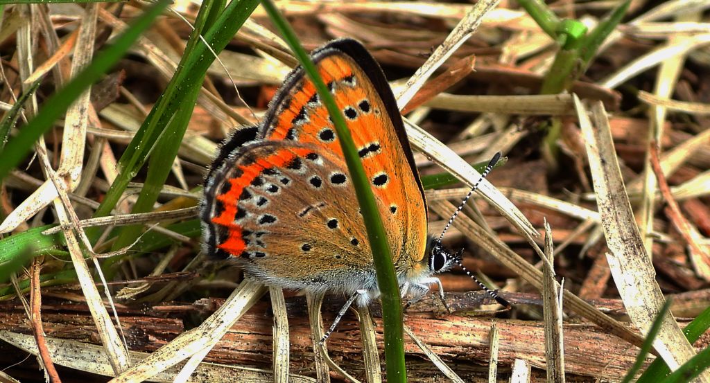 Czerwończyk fioletek (Lycaena helle)