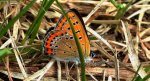 Czerwończyk fioletek (Lycaena helle)
