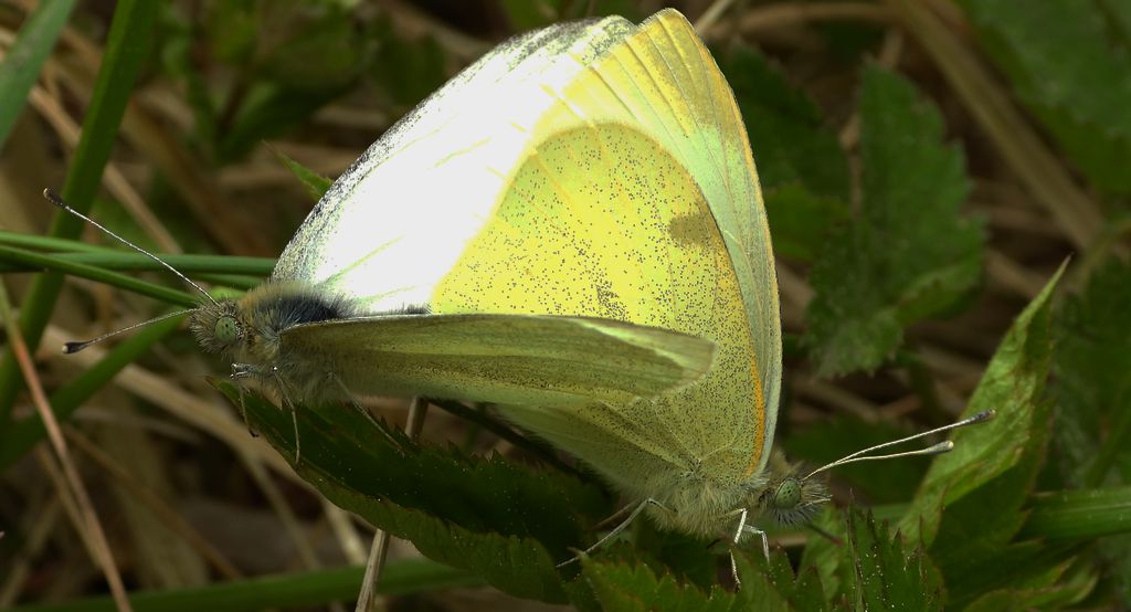 Bielinek rzepnik (Pieris rapae syn. Artogeia rapae)