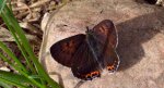 Czerwończyk fioletek (Lycaena helle)
