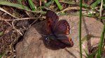Czerwończyk fioletek (Lycaena helle)