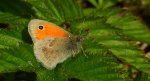 Strzępotek ruczajnik (Coenonympha pamphilus)