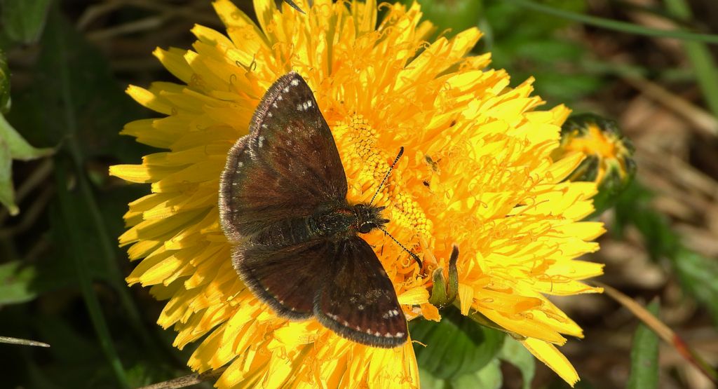 Powszelatek brunatek (Erynnis tages)