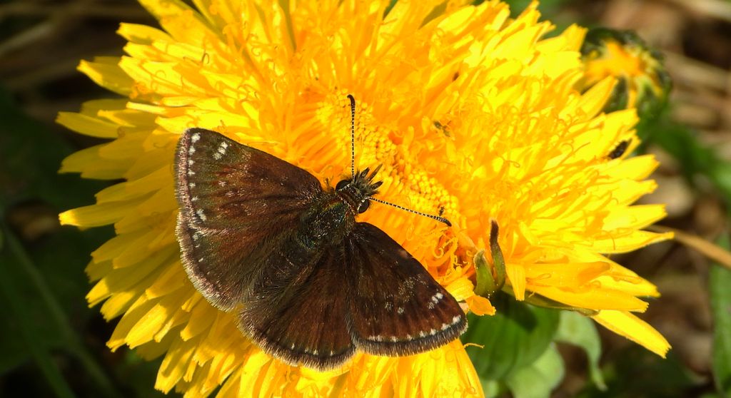 Powszelatek brunatek (Erynnis tages)