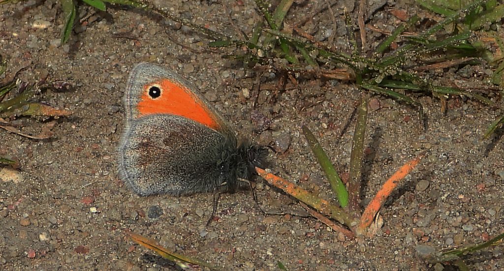 Strzępotek ruczajnik (Coenonympha pamphilus)