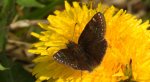 Powszelatek brunatek (Erynnis tages)