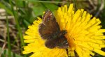 Powszelatek brunatek (Erynnis tages)