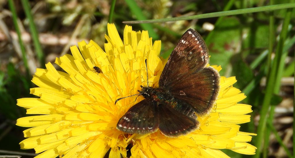 Powszelatek brunatek (Erynnis tages)