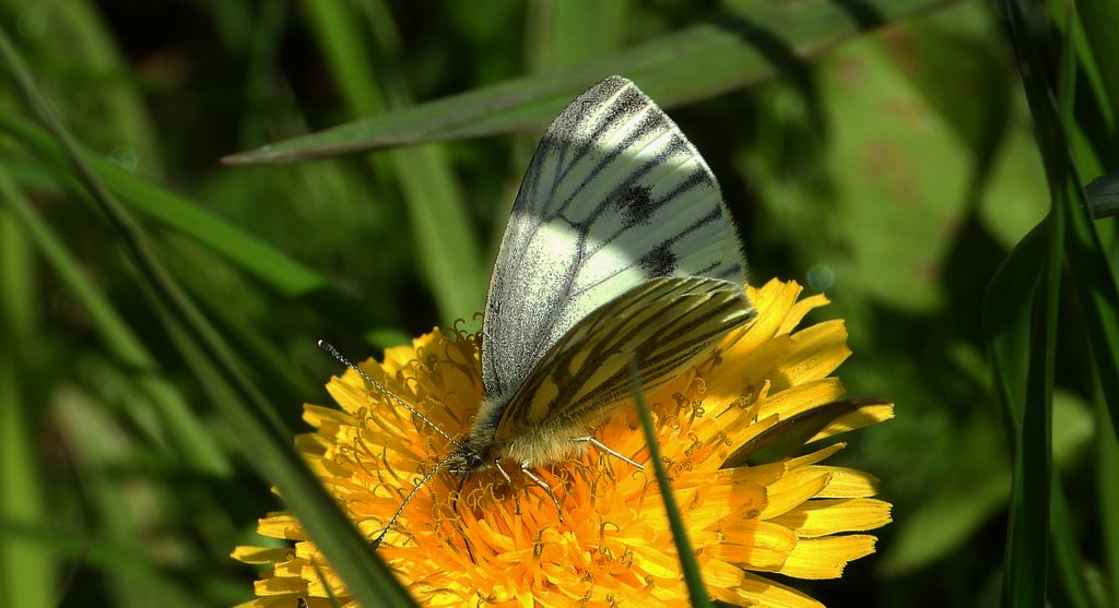 Bielinek bytomkowiec (Pieris napi)