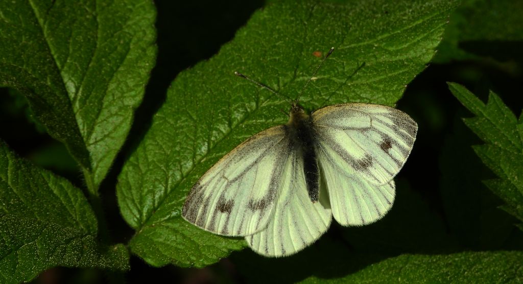 Bielinek bytomkowiec (Pieris napi)