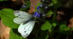Bielinek bytomkowiec (Pieris napi)