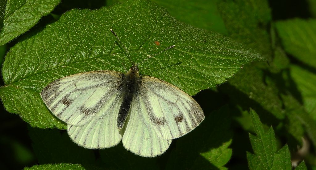 Bielinek bytomkowiec (Pieris napi)