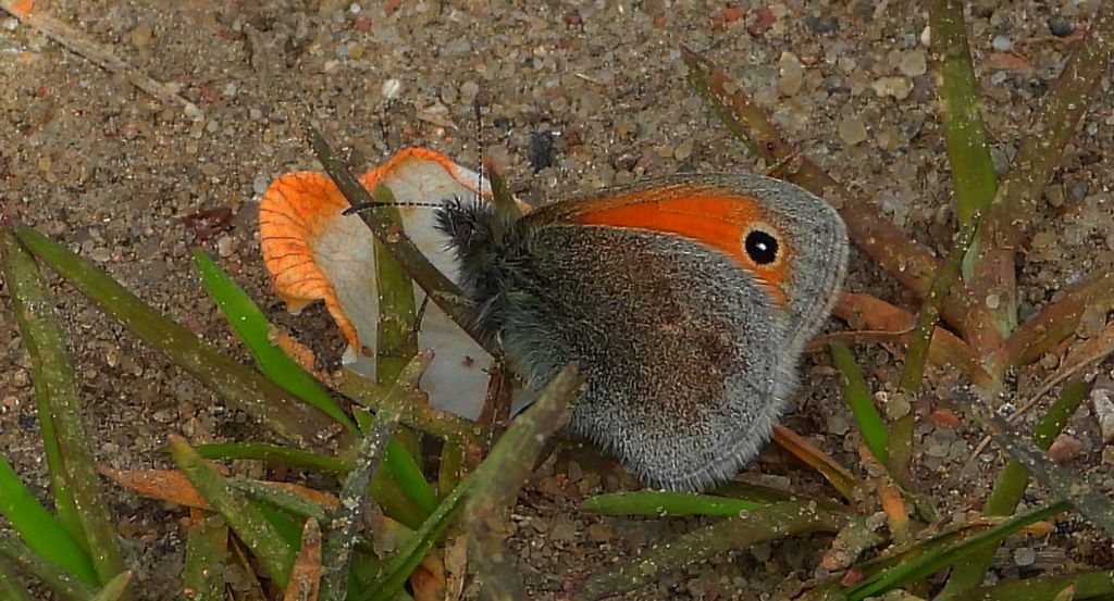 Strzępotek ruczajnik (Coenonympha pamphilus)