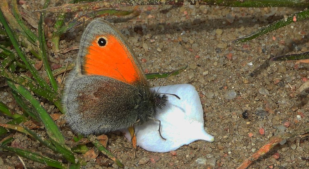 Strzępotek ruczajnik (Coenonympha pamphilus)